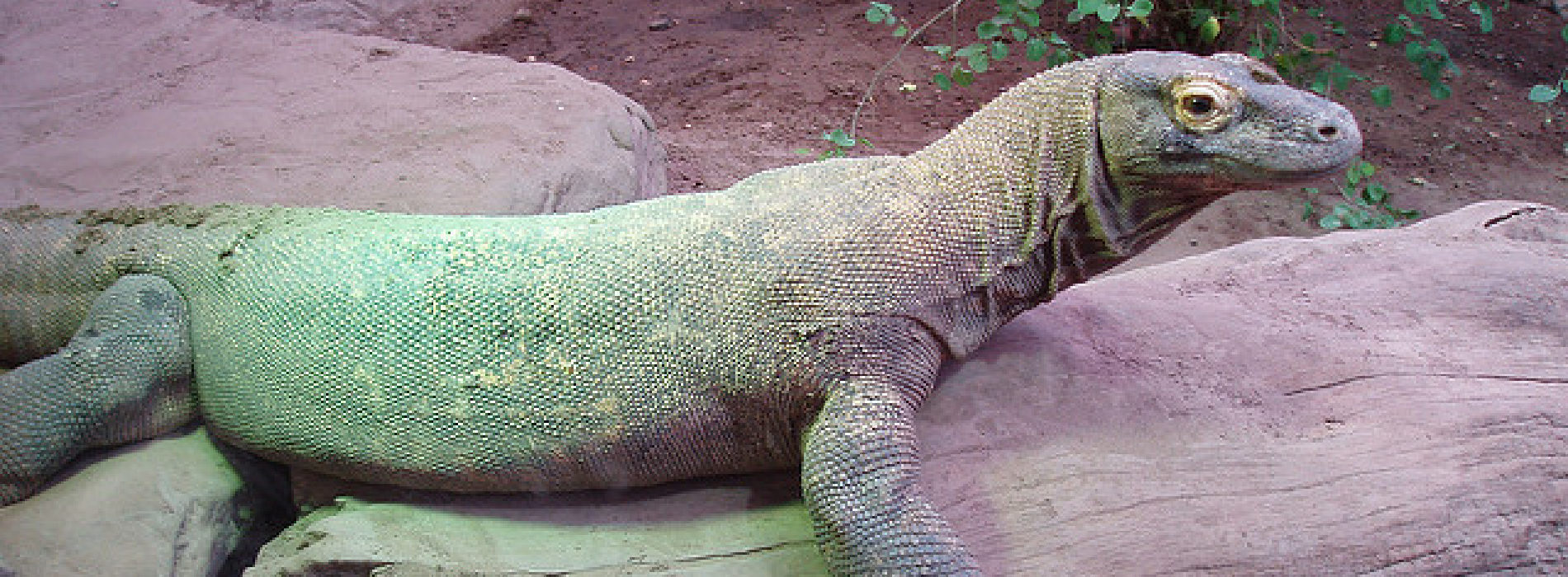 Komodo Dragon