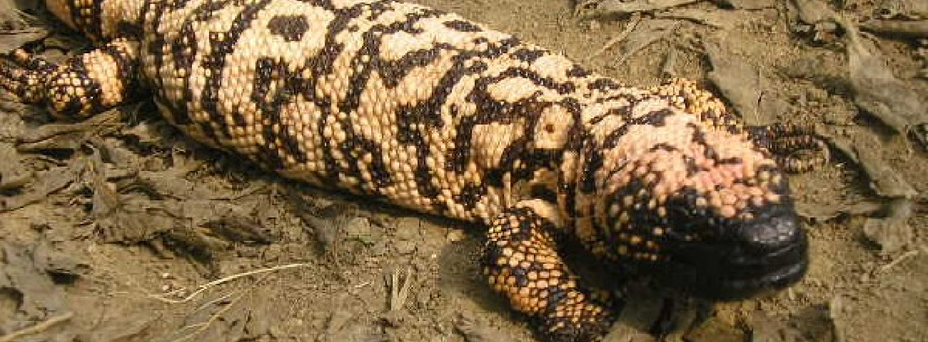 Mexican Beaded Lizard