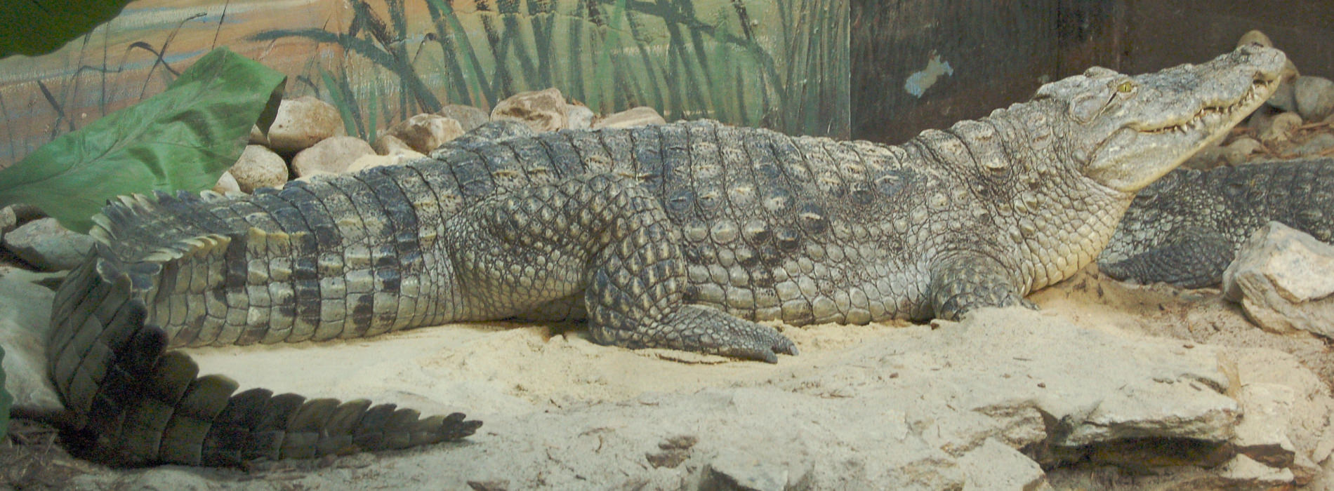 Nile Crocodile