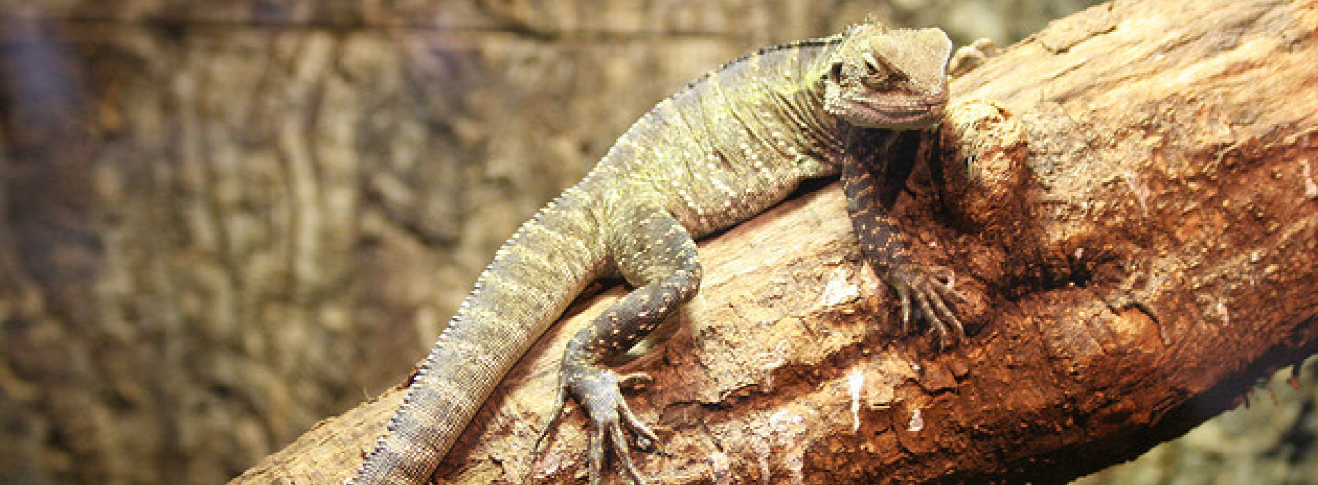 Rhinoceros Iguana