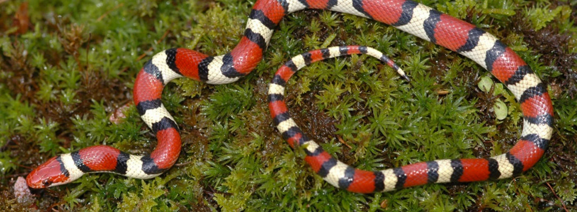 Scarlet King Snake