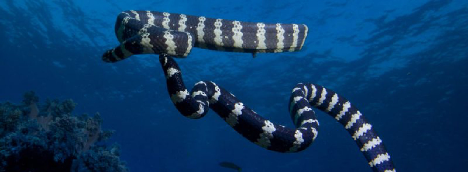 Sea Snake