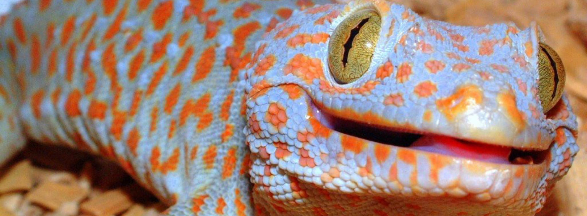 Tokay Gecko
