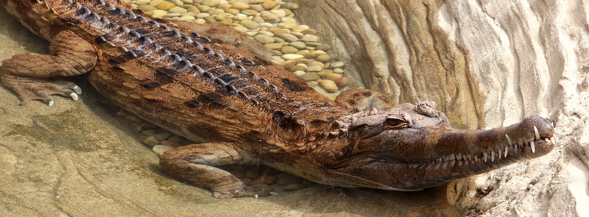 Tomistoma