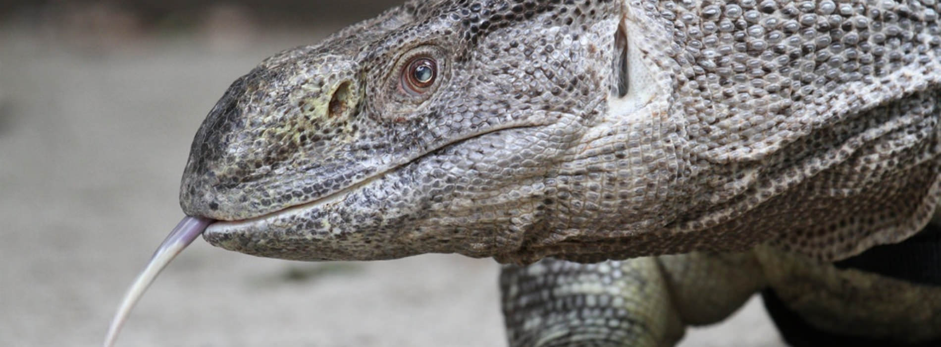White Throated Monitor