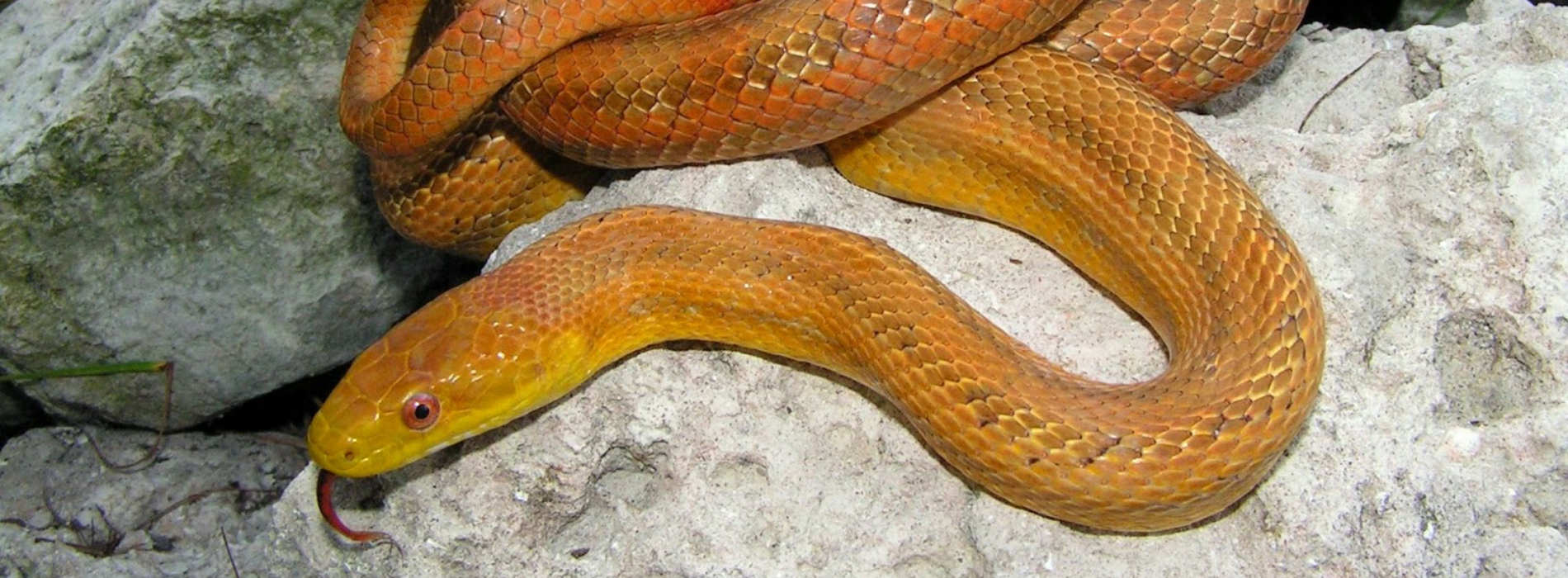 Yellow Rat Snake