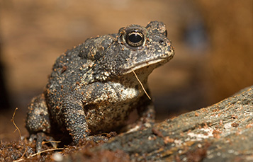 Marine Toad