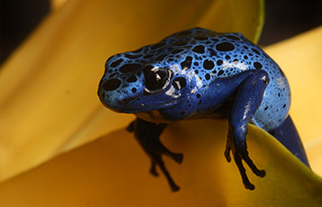 Poison Dart Frog