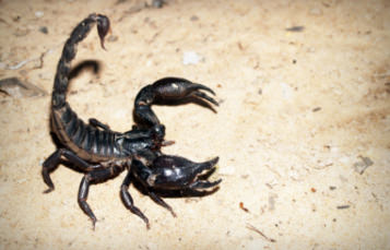 Emperor Scorpion