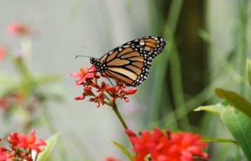 Monarch Butterfly