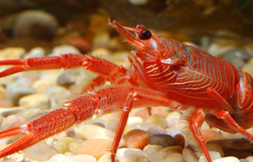 Reef Lobster