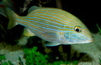 Bluestriped Grunt