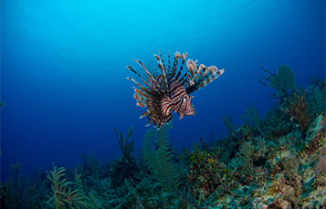 Caribbean Lionfish