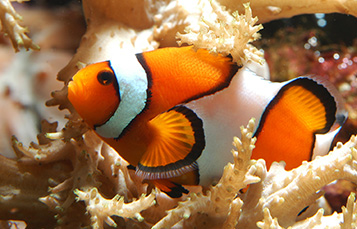 False Black Clownfish