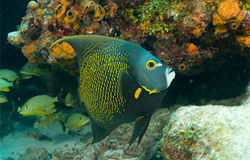 French Angelfish