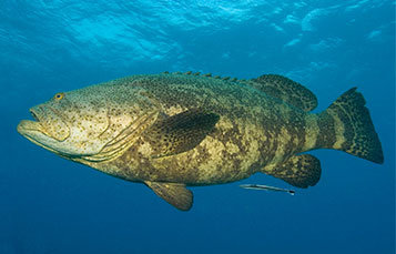 Grouper