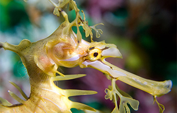 Leafy Seadragon deals