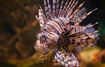 Lionfish