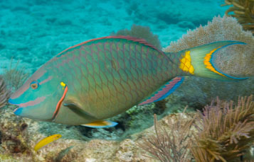 Parrotfish