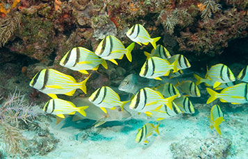 Porkfish