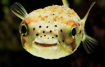 Pufferfish