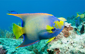 Queen Angelfish Facts and Information United Parks Resorts