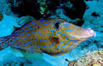 Scrawled Filefish