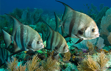 Spadefish