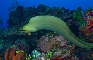 Moray Eel