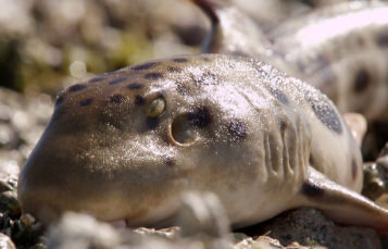Epaulette Shark