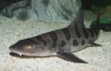 Leopard Shark