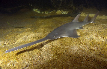 Sawfishes