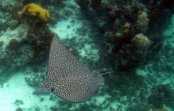 Spotted Eagle Ray