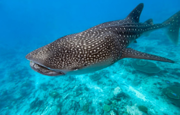 Whale Shark