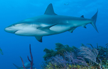 Bull Shark
