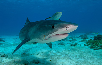 Tiger Shark