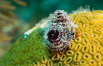 Christmas Tree Worm