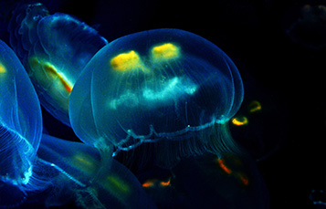 Moon Jellyfish