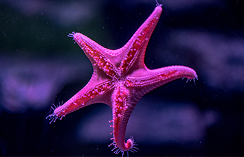 Vermillion Sea Star