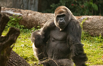 Gorillas