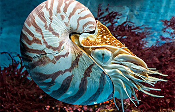 Nautilus