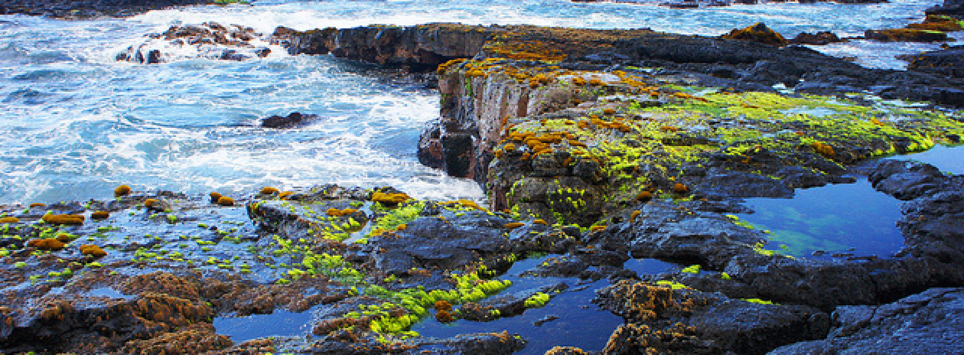 Tide Pools