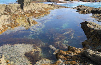 Tide Pools