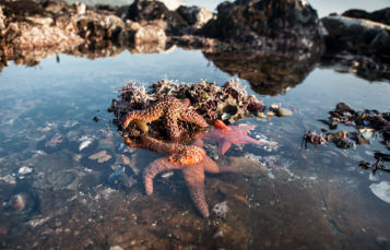 Tide Pools