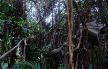 Tropical Forests