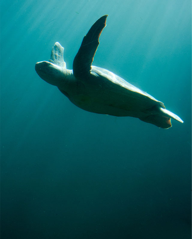 Learn more about animals including scientific information, habitat, diet and more.