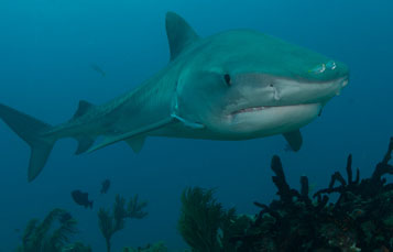 Wild Tiger Shark