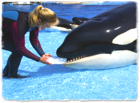 A trainer places a block of ice in a killer whale's mouth at the side of a pool.