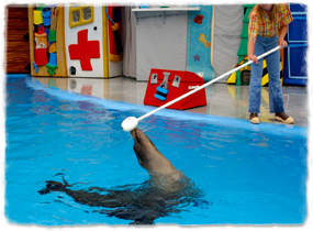 A sea lion in a pool follows a target pole held over the water by a trainer.