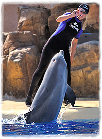 A dolphin, upright and surfaced, follows a trainer's hand during a learning session.